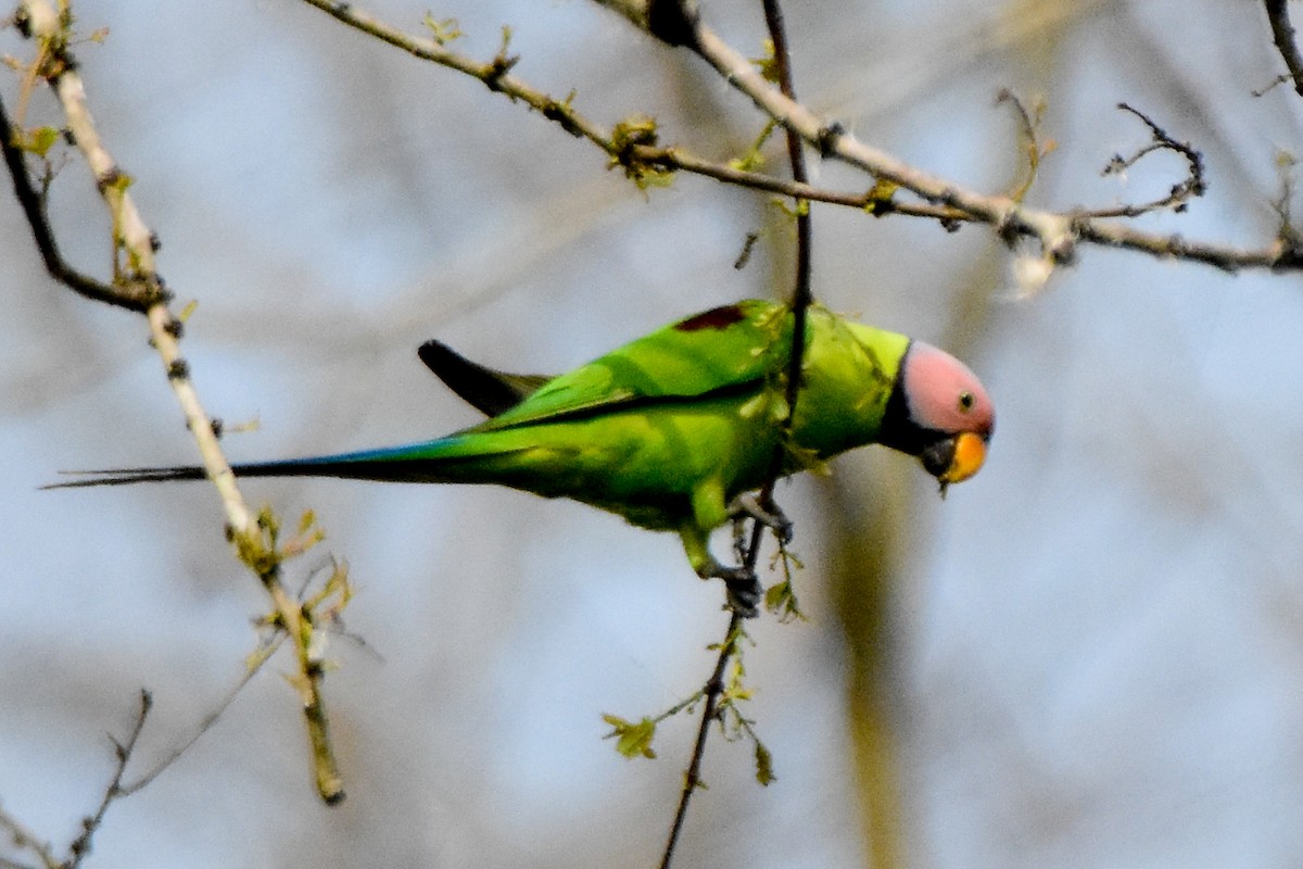 Blossom-headed Parakeet - ML640740776