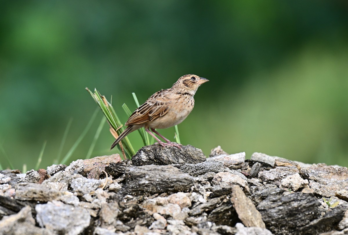 Singing Bushlark - ML640740779