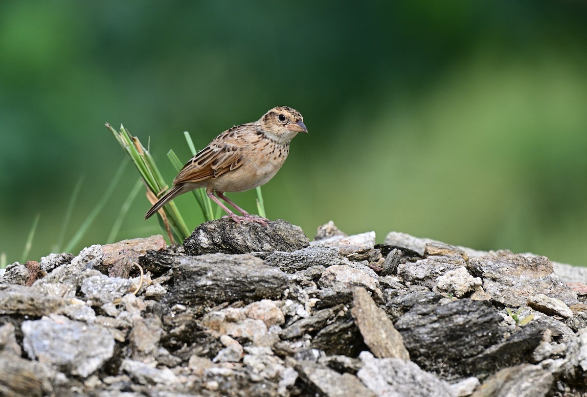 Singing Bushlark - ML640740780
