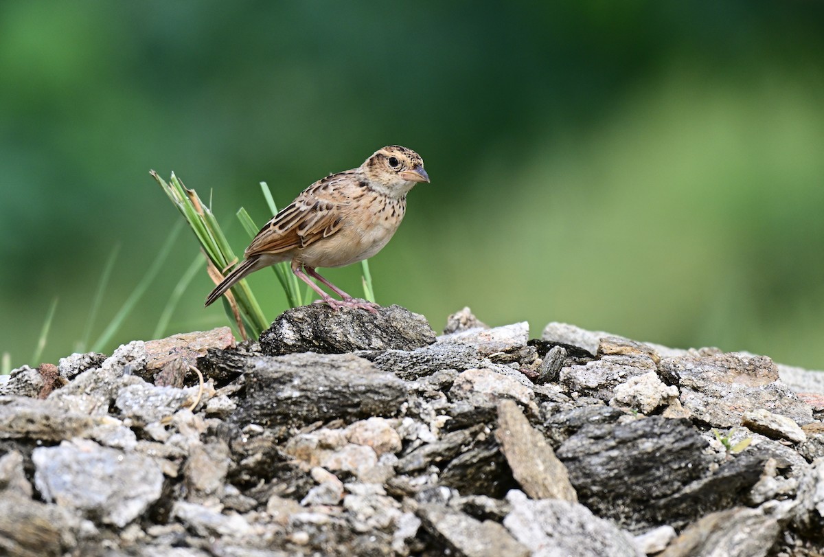 Singing Bushlark - ML640740781