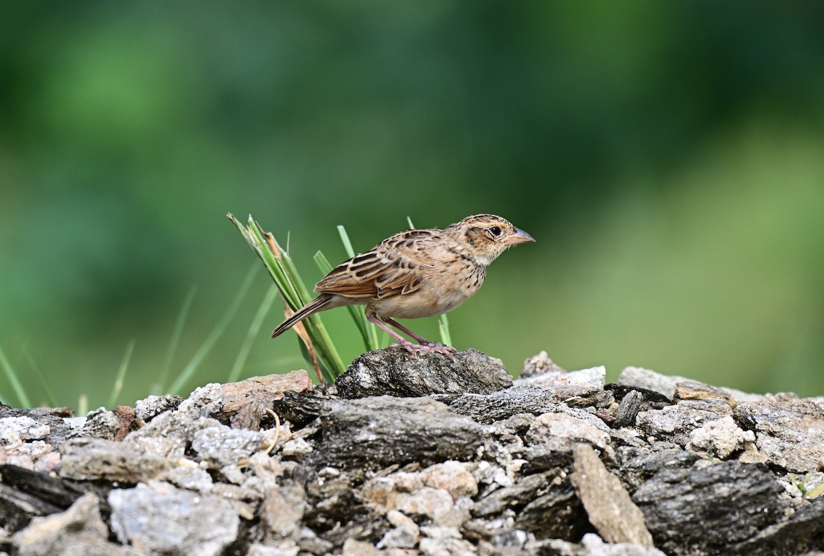 Singing Bushlark - ML640740782