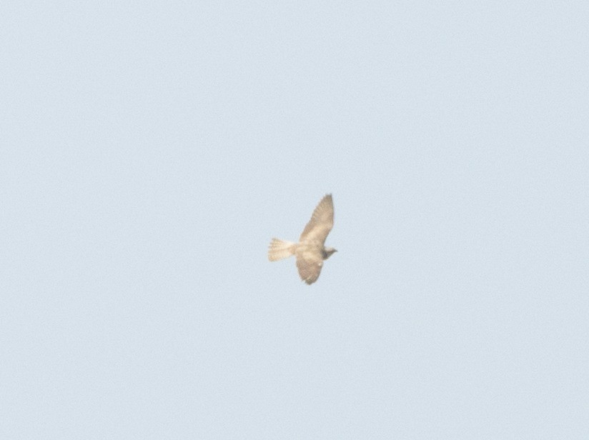 בז ציידים - ML640740822