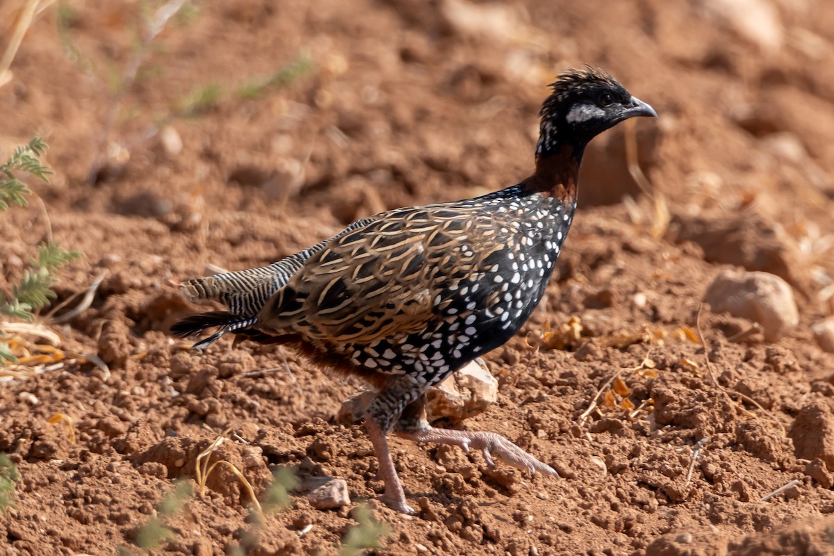 Turaç - ML640740847