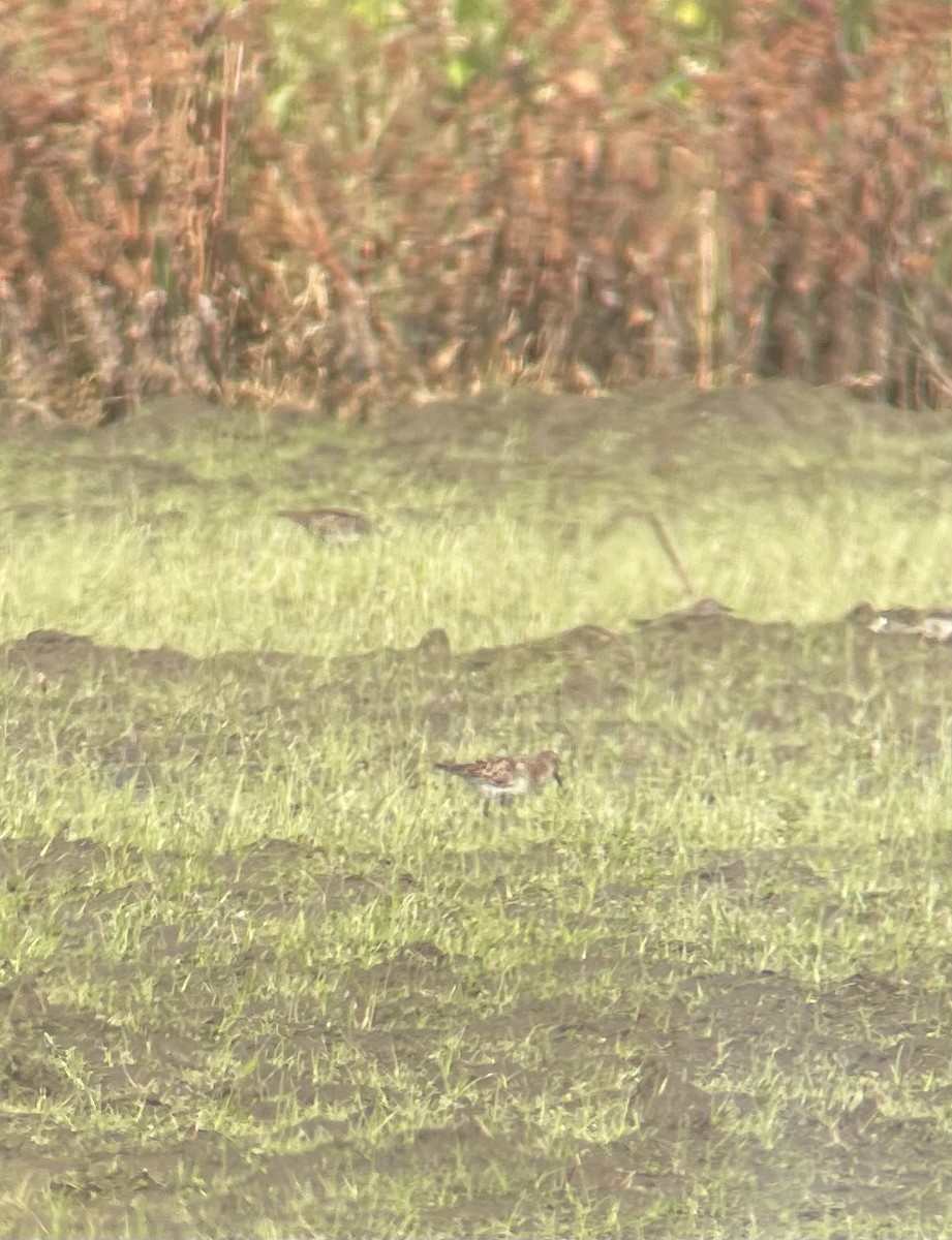 Little Stint - ML640740848