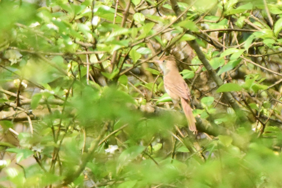 Thick-billed Warbler - ML640740849
