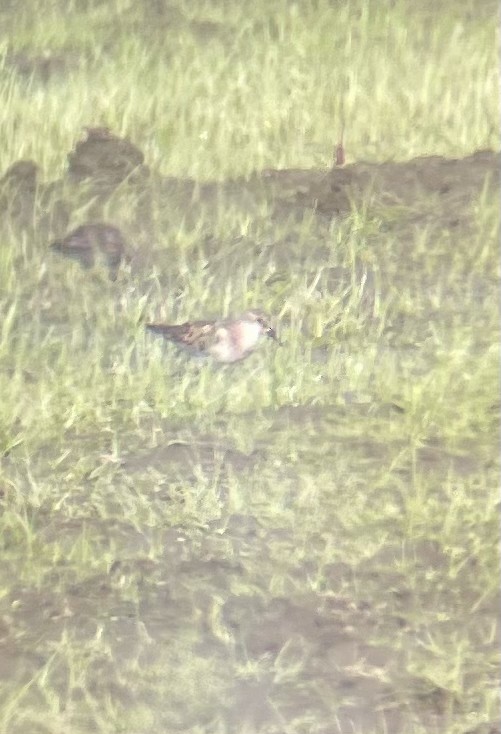 Little Stint - ML640740850