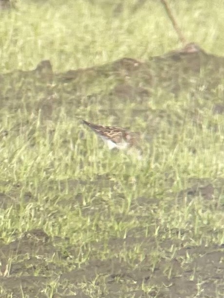 Little Stint - ML640740851