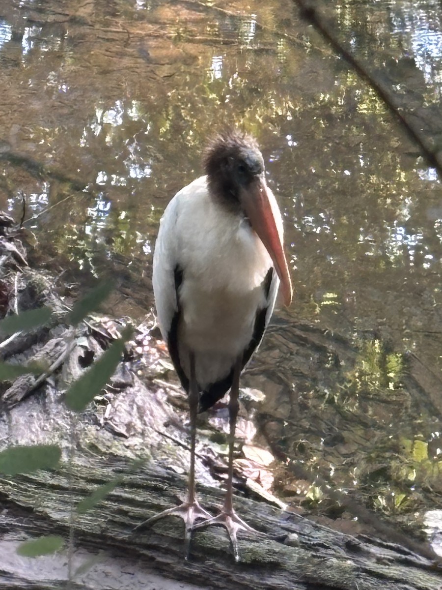 Wood Stork - ML640740856
