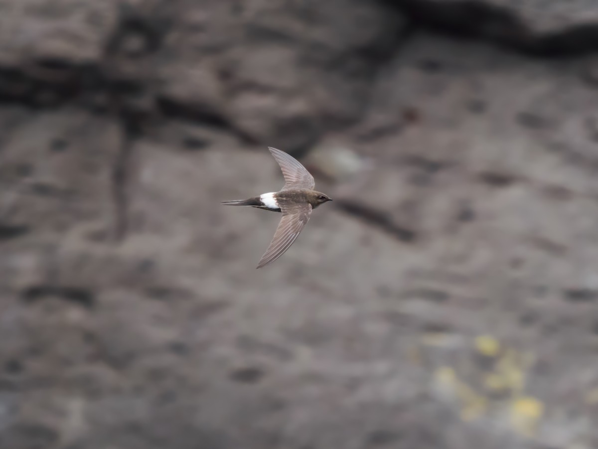 Pacific Swift - ML640740871