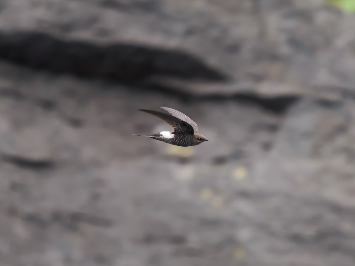 Pacific Swift - ML640740872