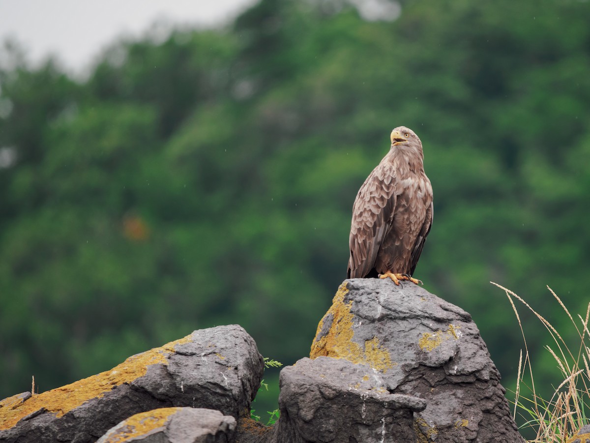 White-tailed Eagle - ML640740873