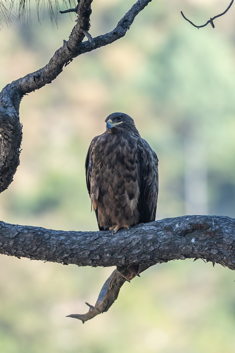 Steppe Eagle - ML640740888