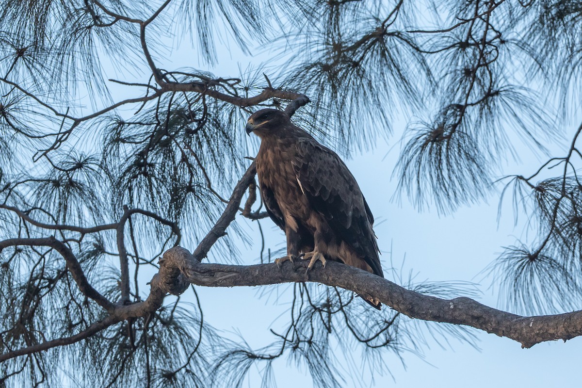 Steppe Eagle - ML640740889
