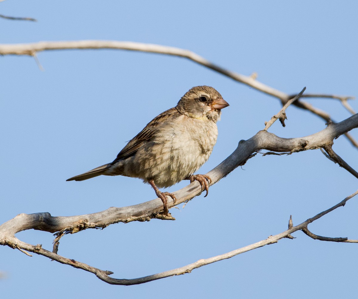 Dead Sea Sparrow - ML640740931
