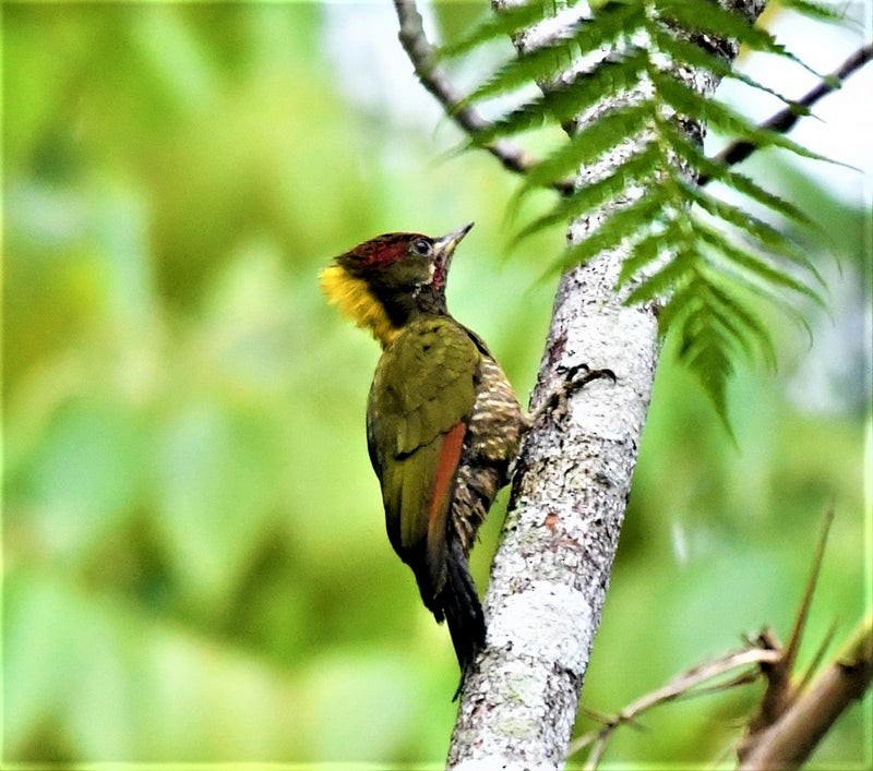 Lesser Yellownape - ML640740957