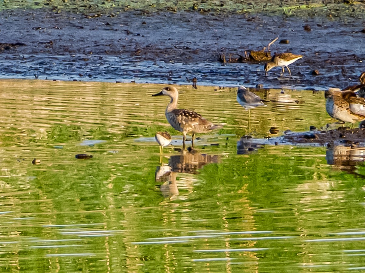 Yaz Ördeği - ML640740991