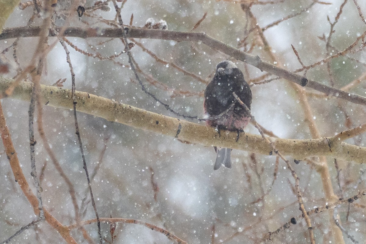 Black Rosy-Finch - ML640741002