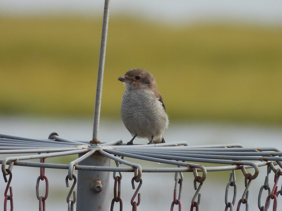 Antzandobi boreala - ML640741007