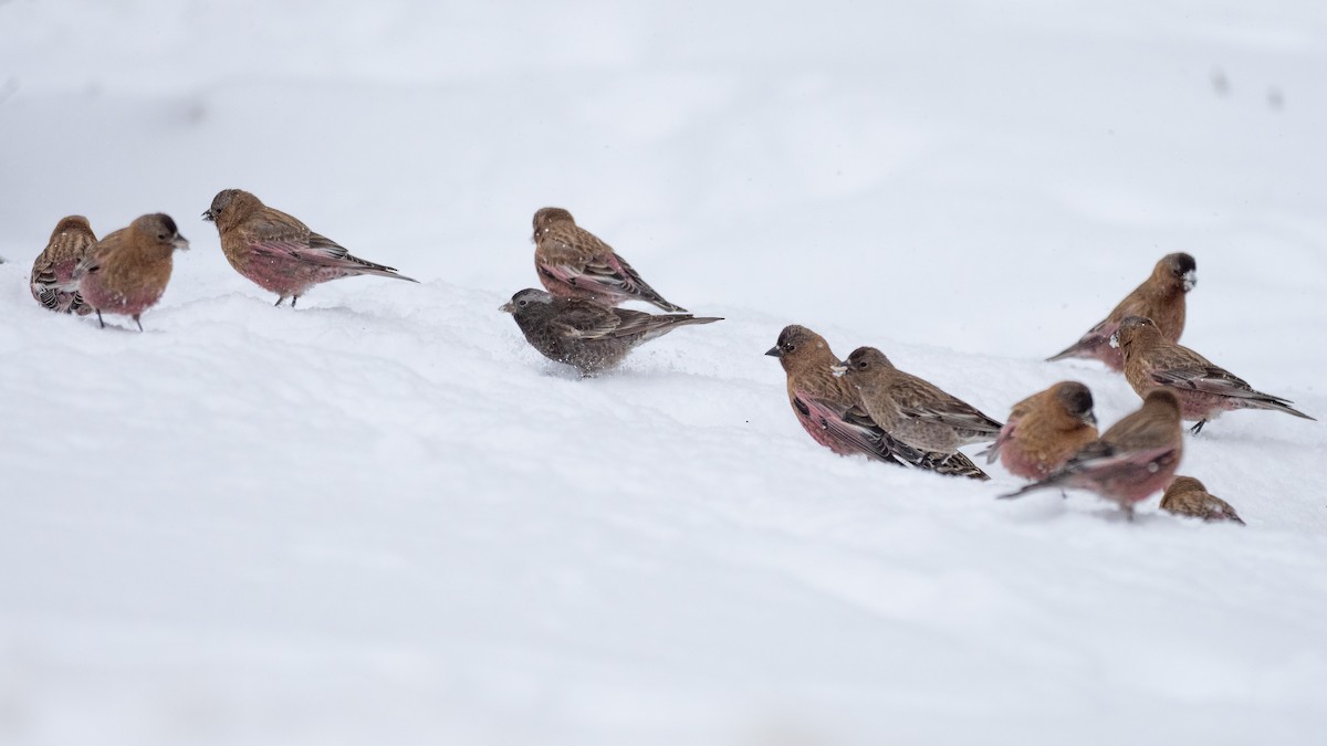 Black Rosy-Finch - ML640741009