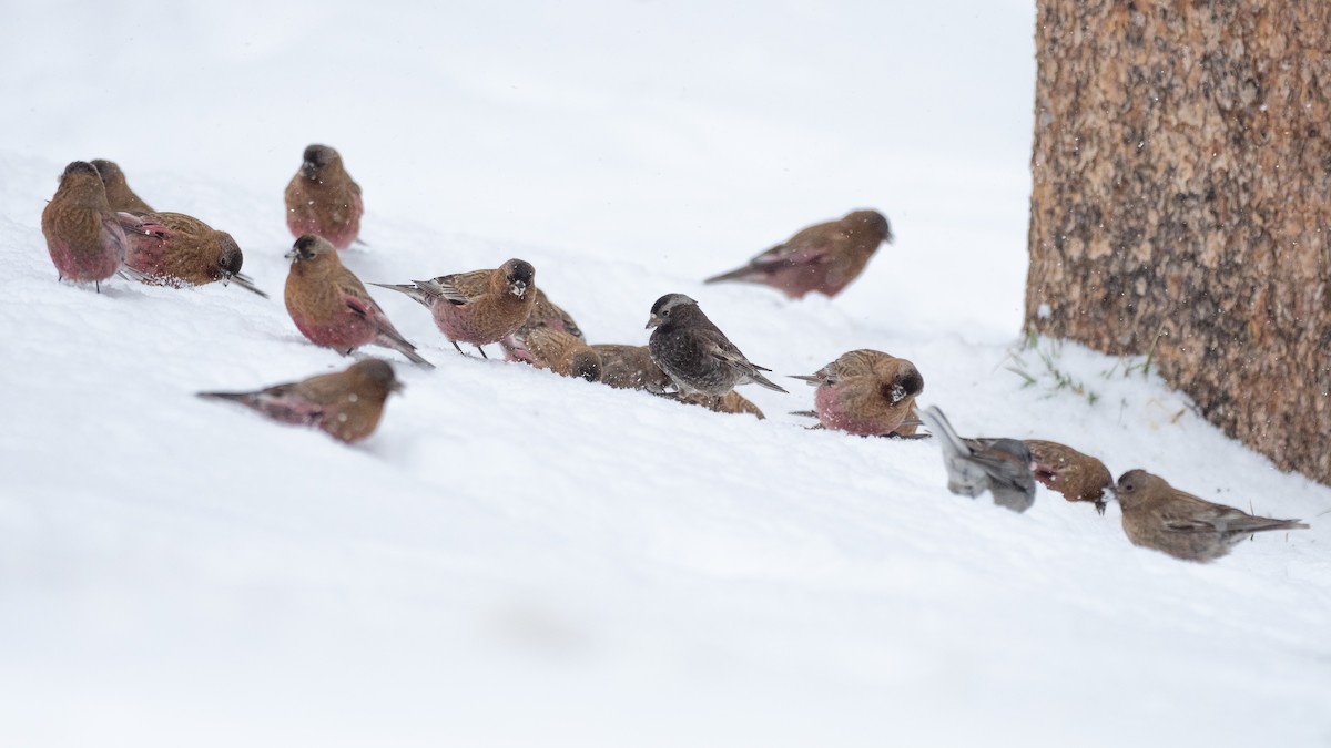 Black Rosy-Finch - ML640741010