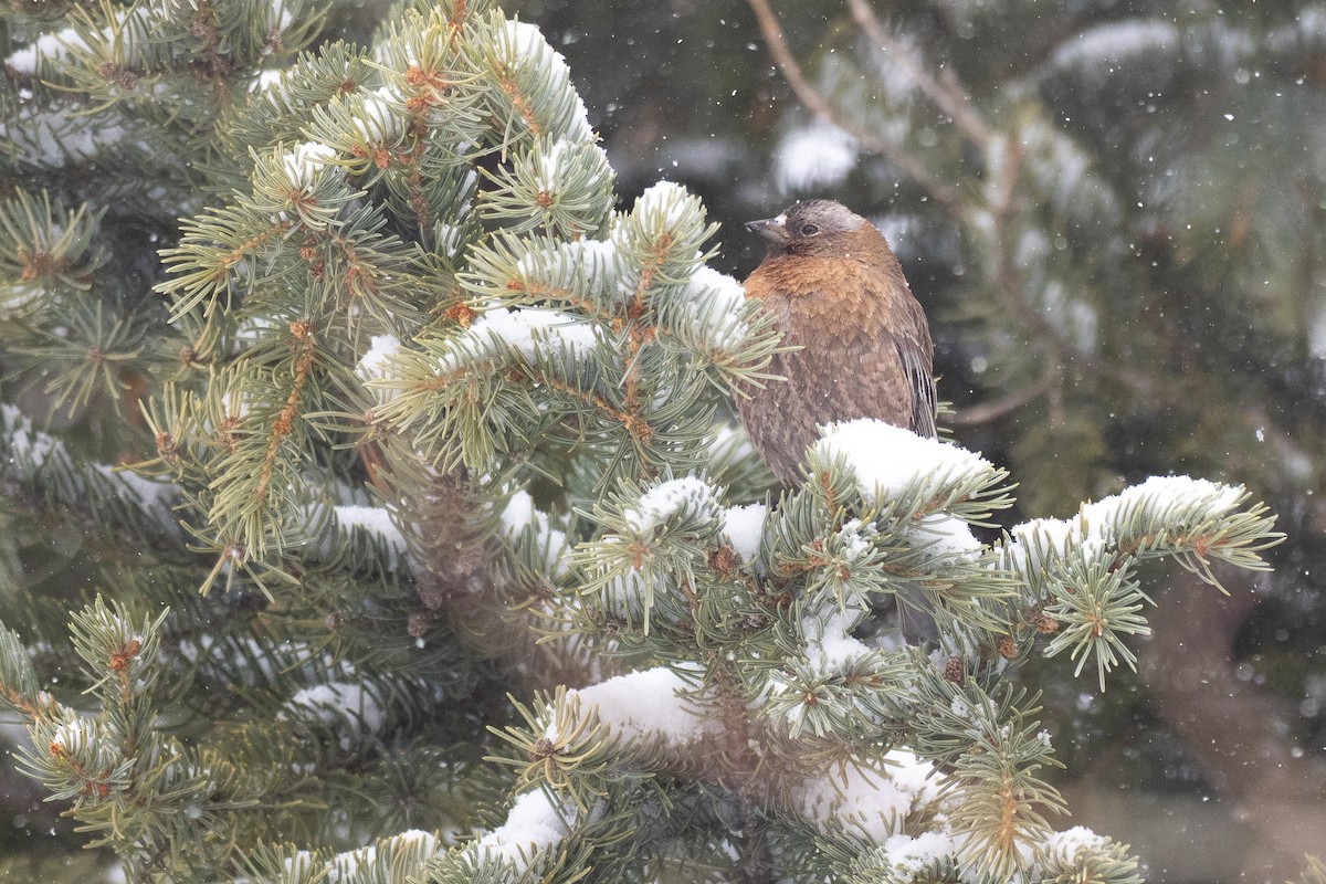 Gray-crowned Rosy-Finch (Gray-crowned) - ML640741046