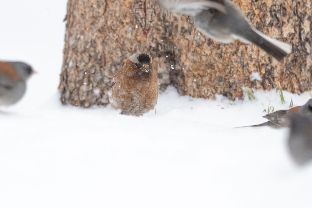 Gray-crowned Rosy-Finch (Gray-crowned) - ML640741047