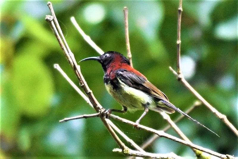 Black-throated Sunbird - ML640741059