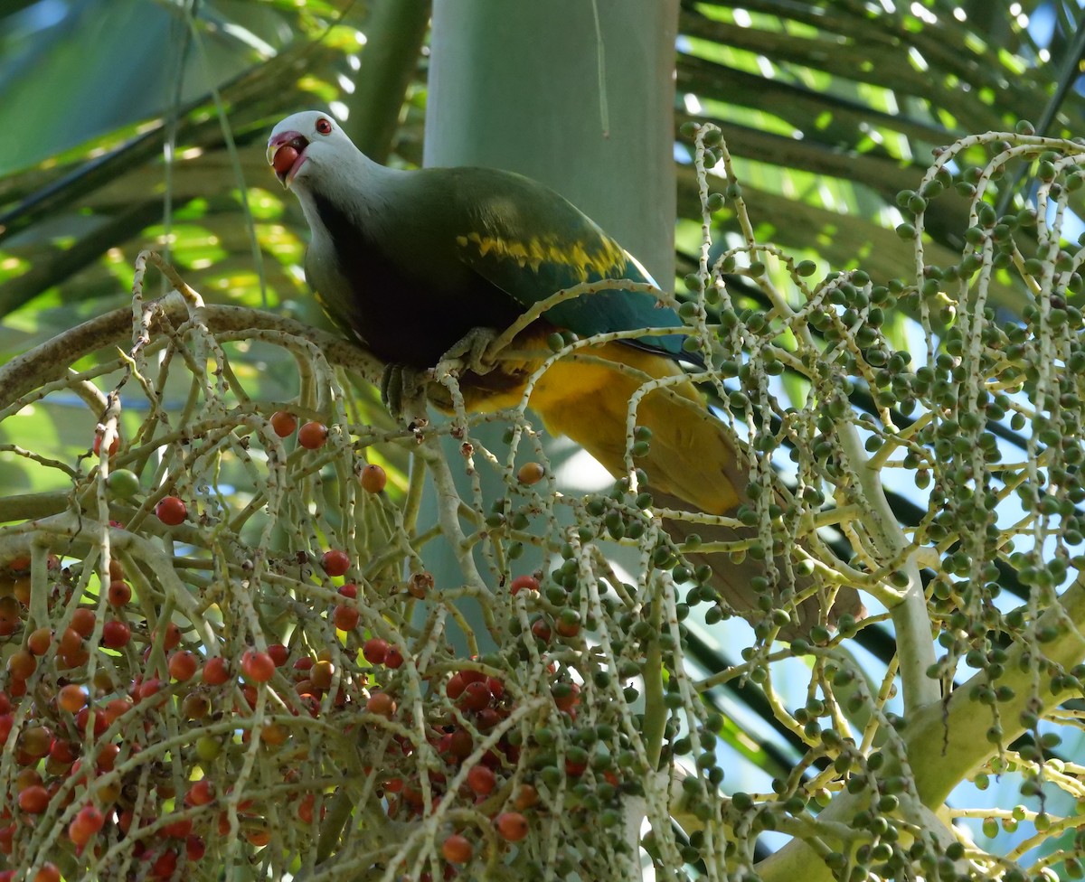 Wompoo Fruit-Dove - ML640741068