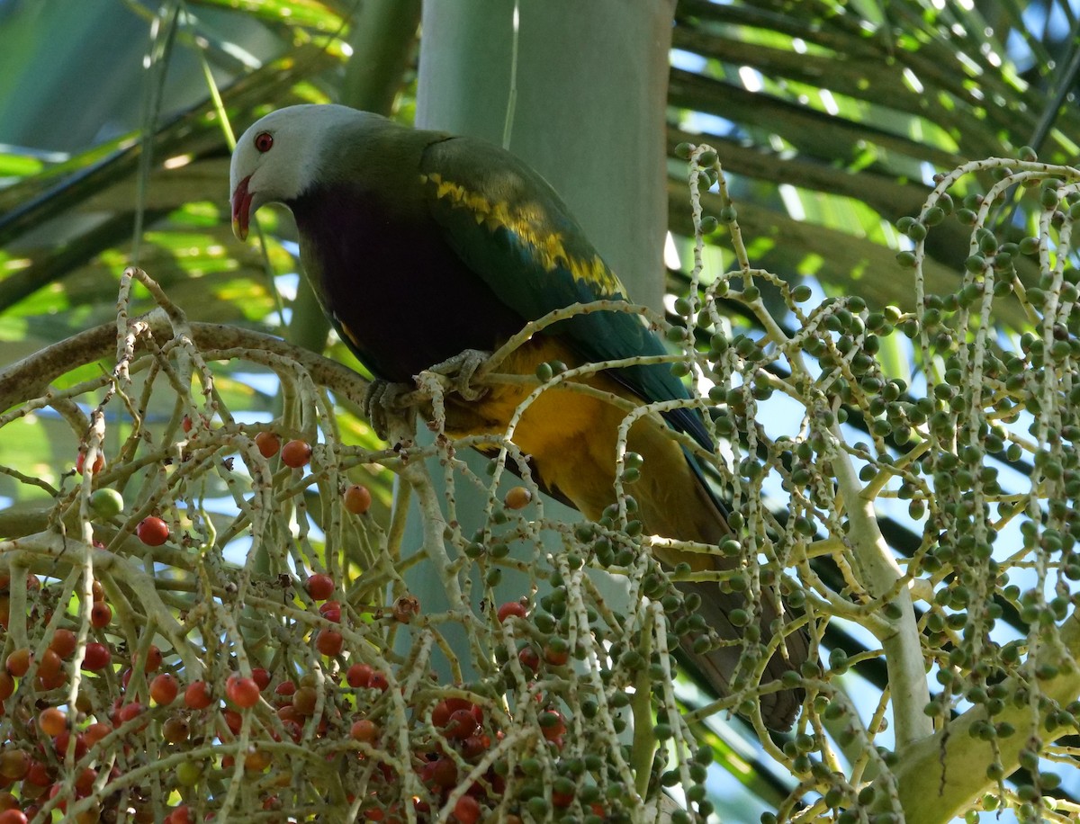 Wompoo Fruit-Dove - ML640741069