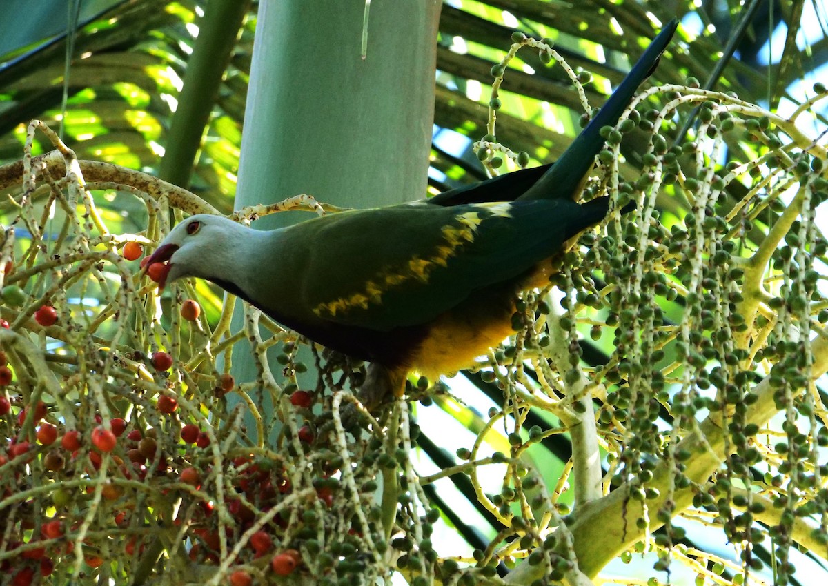 Wompoo Fruit-Dove - ML640741070