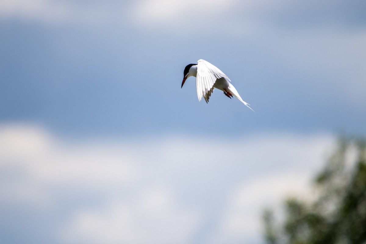 Эгэл хараалай - ML640741105