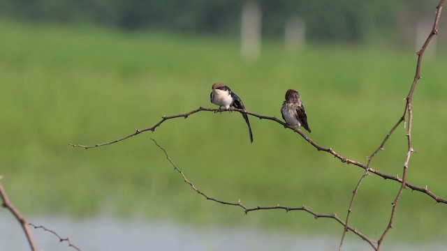 Wire-tailed Swallow - ML640741173