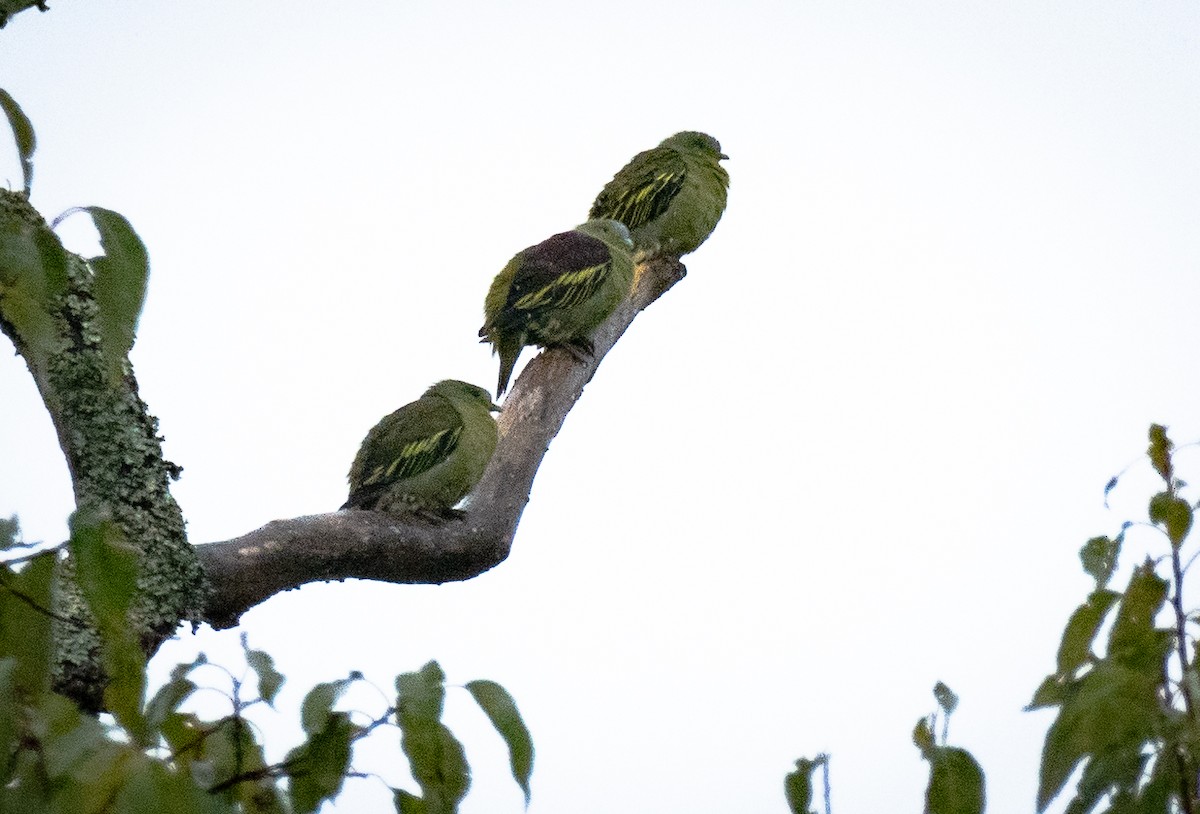 Gray-fronted Green-Pigeon - ML640741195