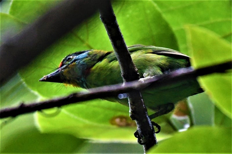 Black-browed Barbet - ML640741287