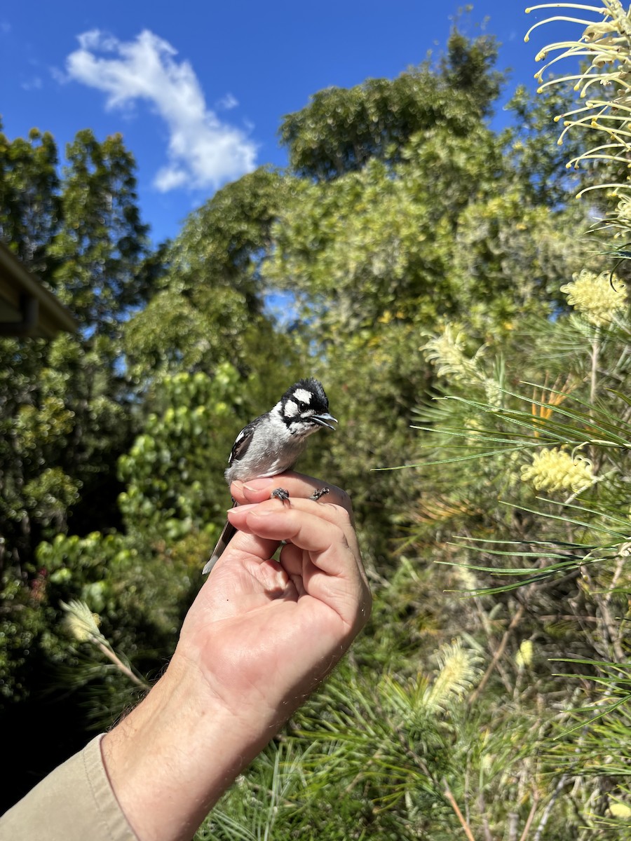 White-eared Monarch - ML640741305