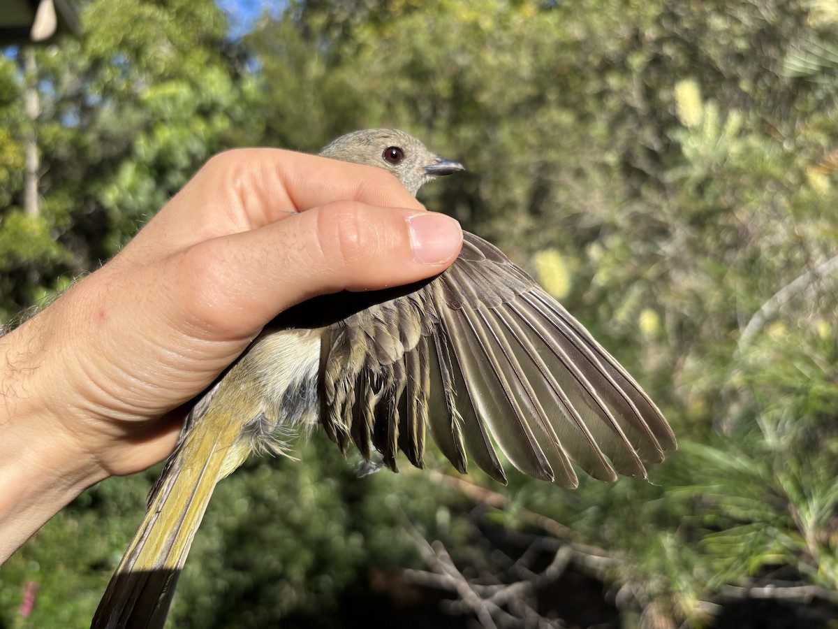 Golden Whistler (Eastern) - ML640741366