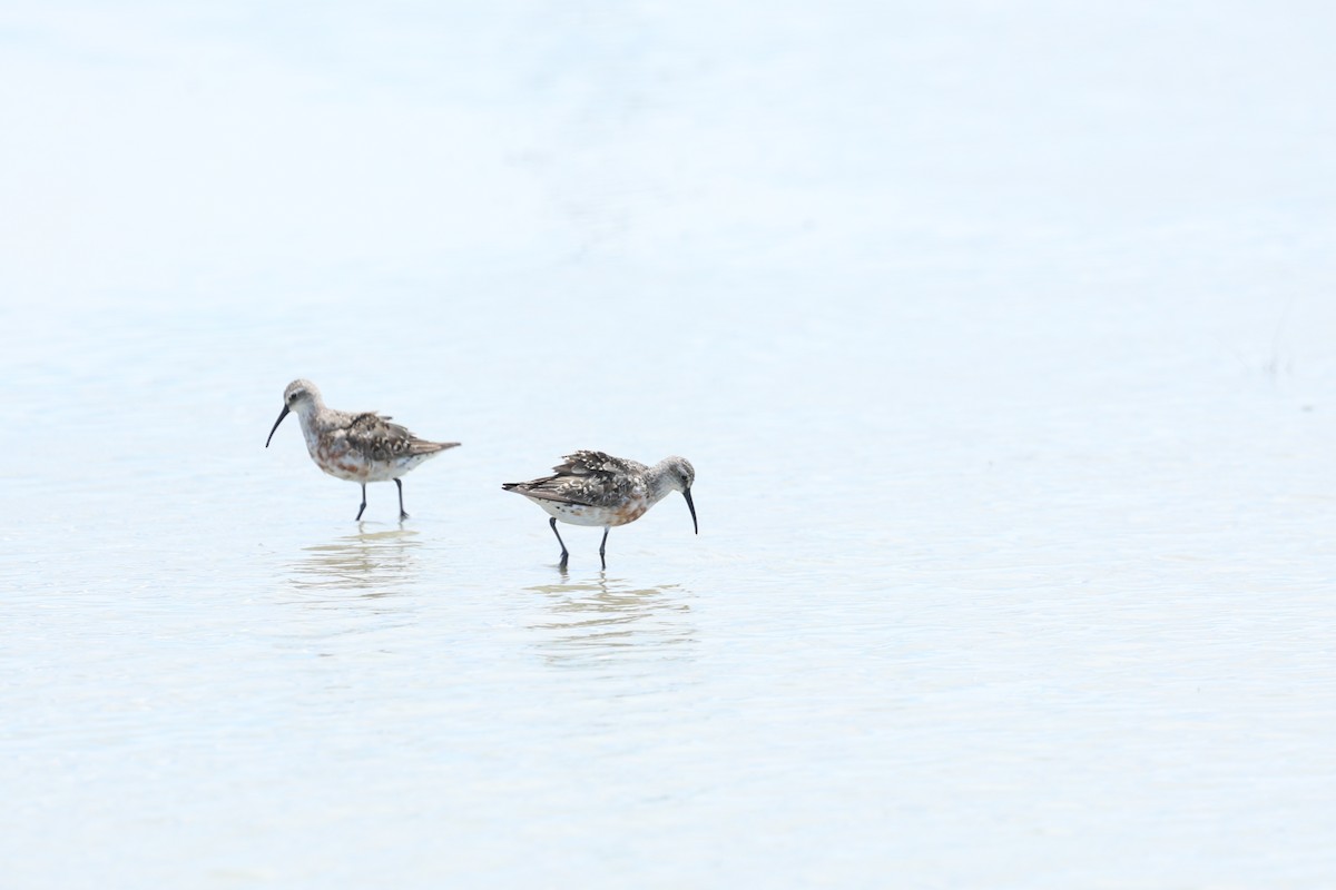 Curlew Sandpiper - ML640741387