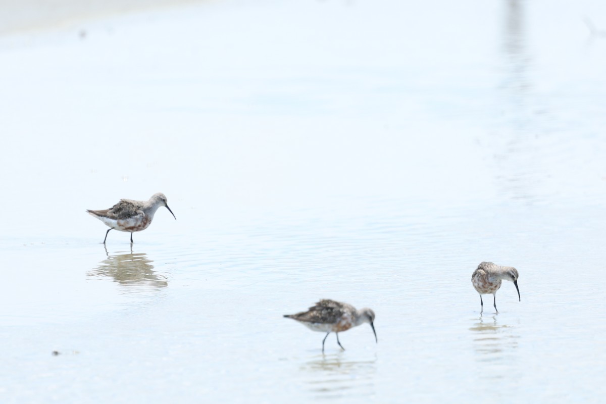Curlew Sandpiper - ML640741388