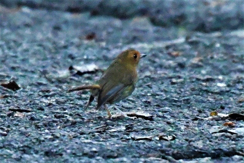 Rufous-browed Flycatcher - ML640741413