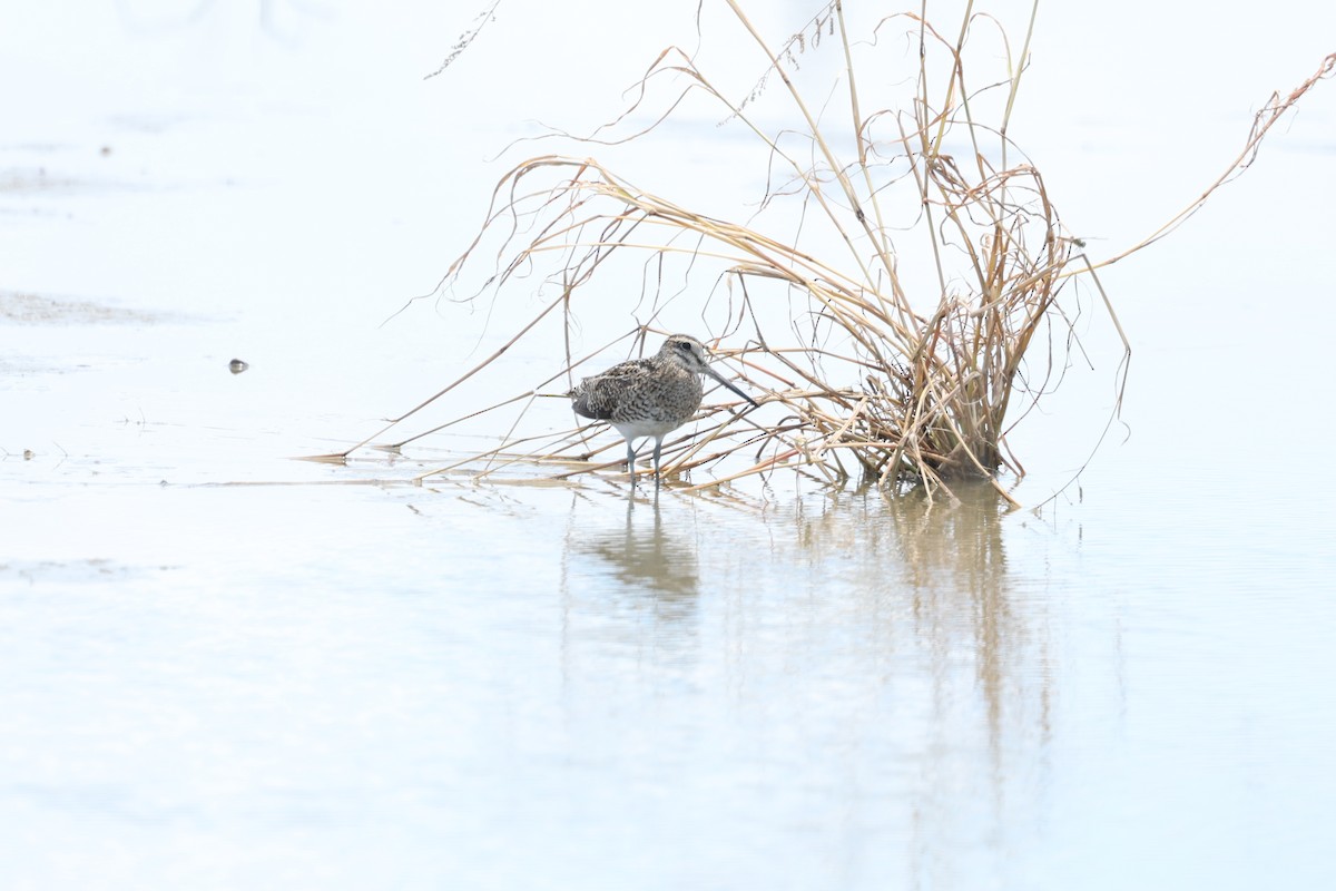 snipe sp. - ML640741420