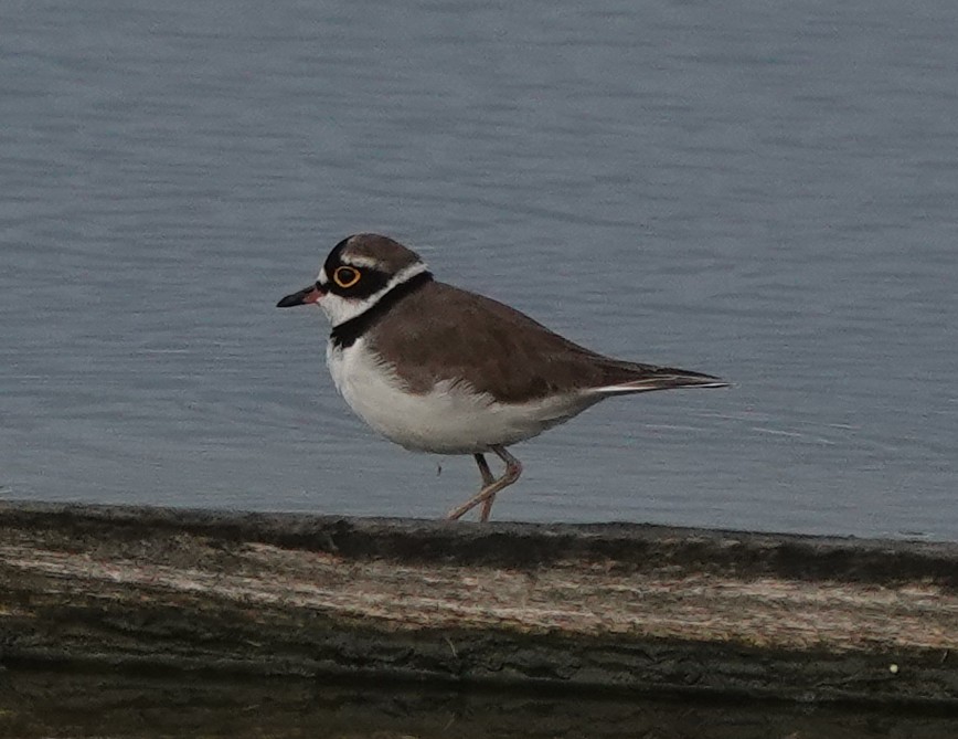 Little Ringed Plover - ML640741442