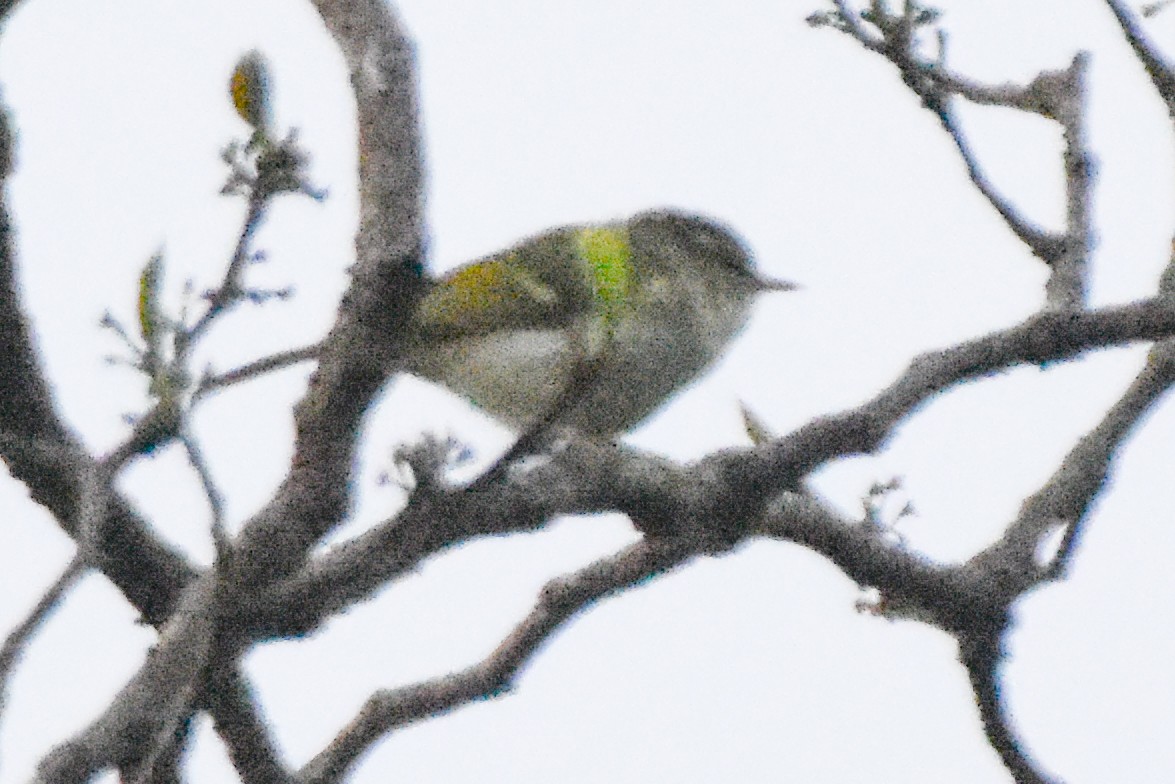 Buff-barred Warbler - ML640741450