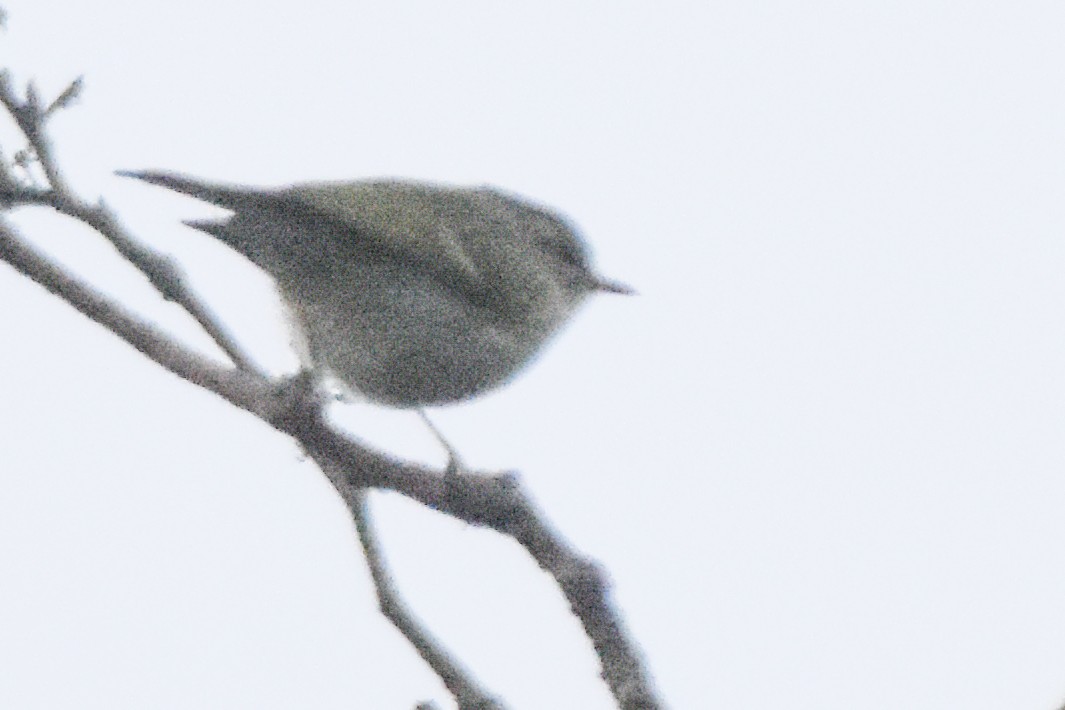 Buff-barred Warbler - ML640741451