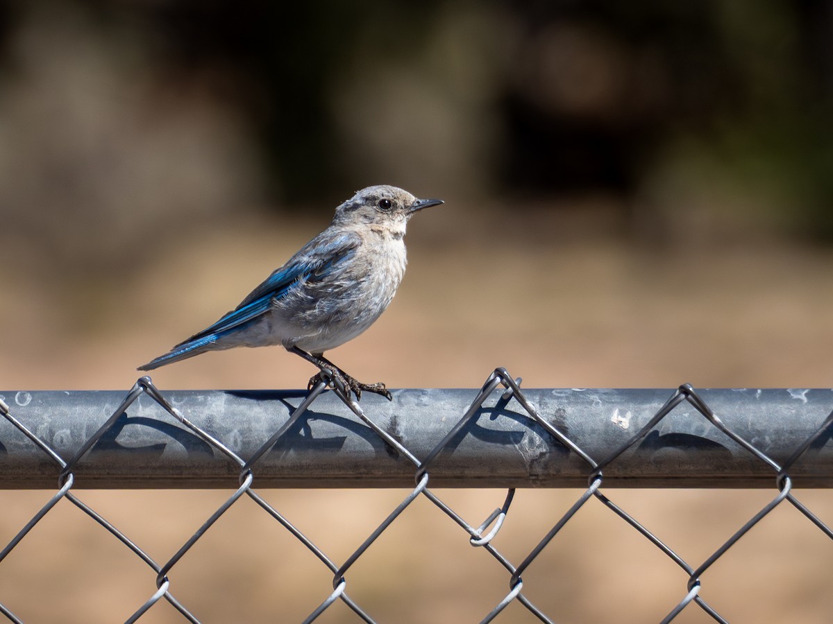 Mountain Bluebird - ML640741479