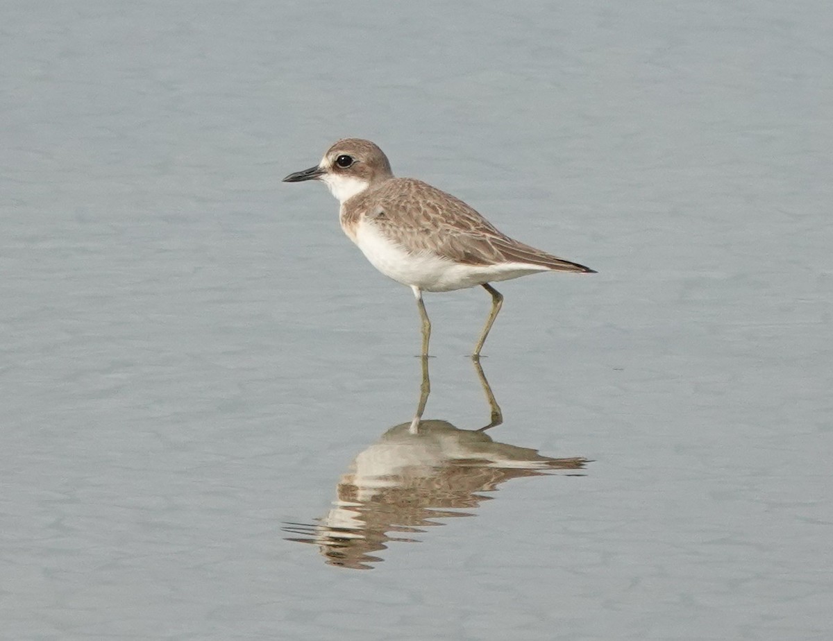 Greater Sand-Plover - ML640741489