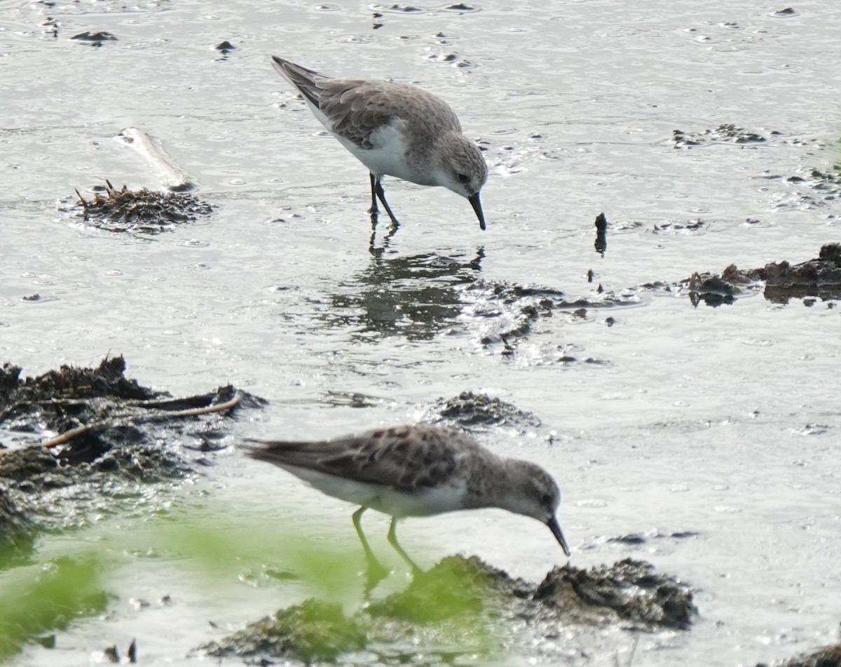 Red-necked Stint - ML640741492