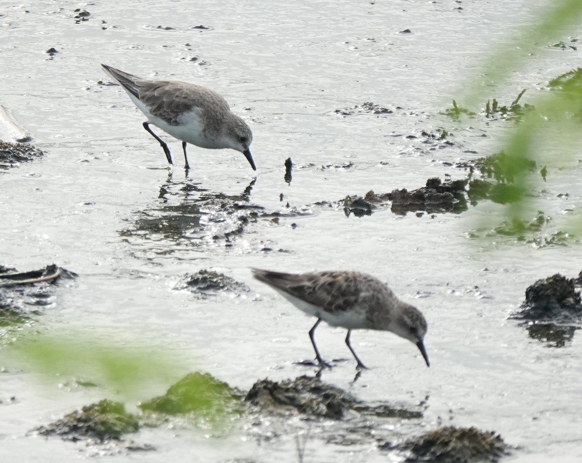 Red-necked Stint - ML640741493