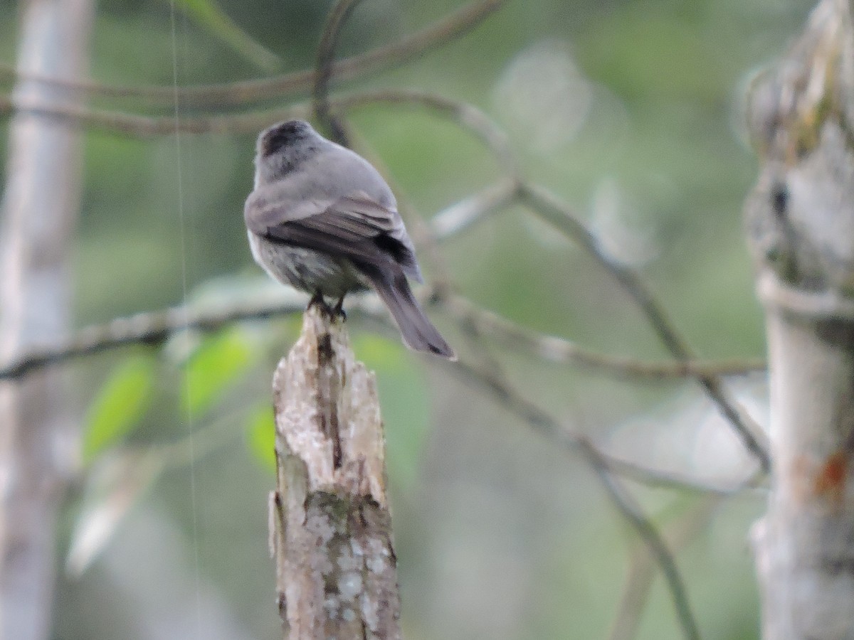 Southern Tropical Pewee - ML640741498