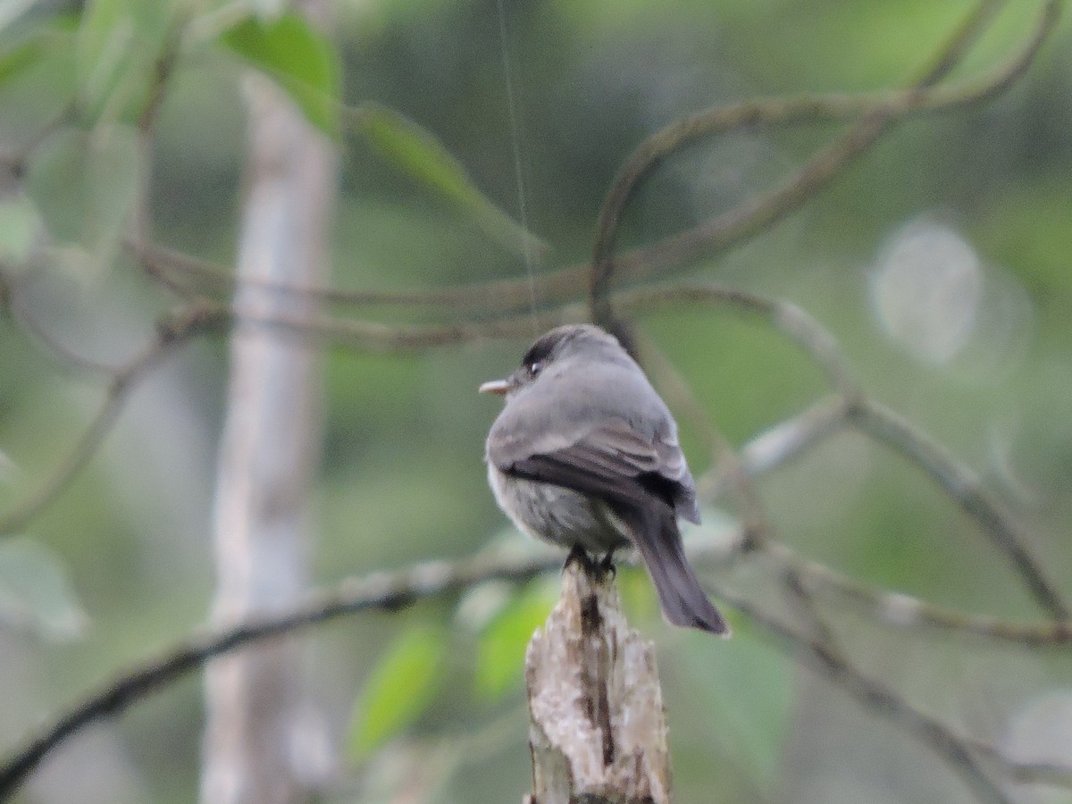 Southern Tropical Pewee - ML640741499