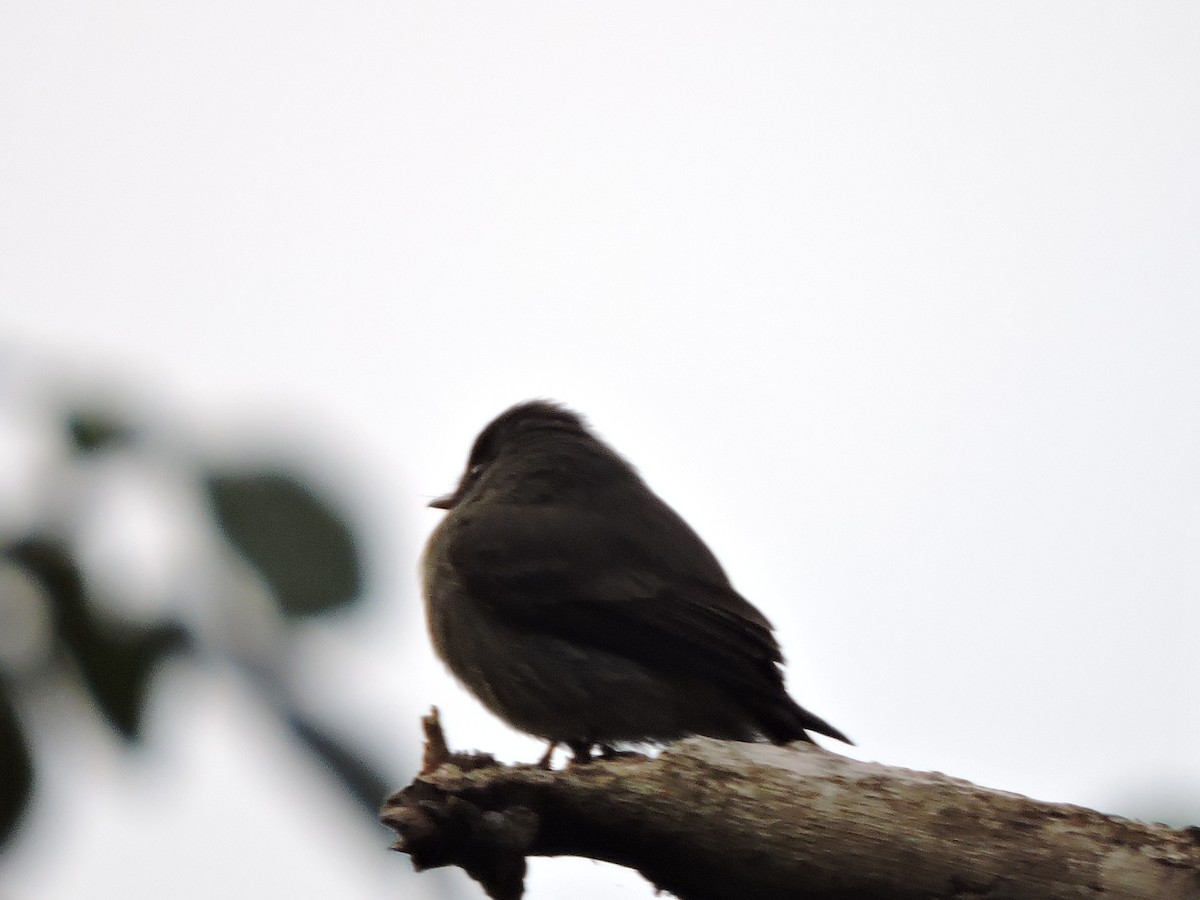 Southern Tropical Pewee - ML640741500